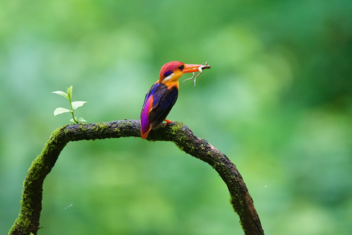 Black-backed Dwarf-Kingfisher - ML642005442