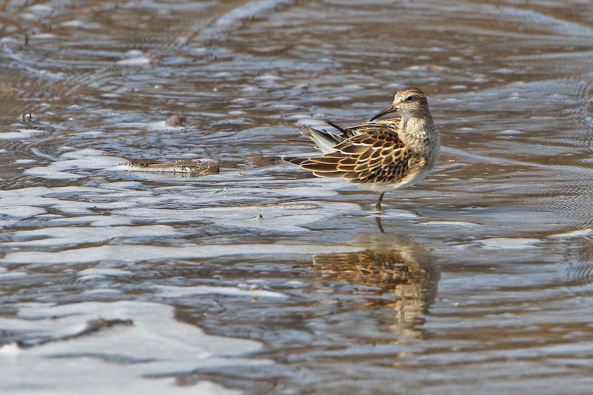 Bécasseau à poitrine cendrée - ML642005453