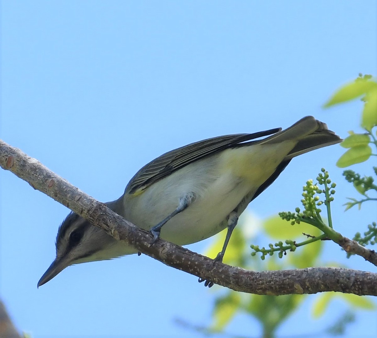 Black-whiskered Vireo - ML642005496