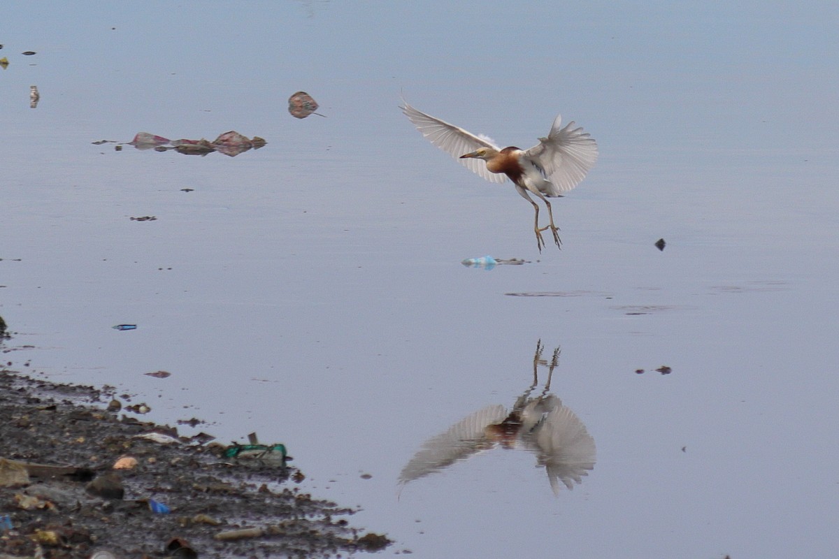 Javan Pond-Heron - ML642005506