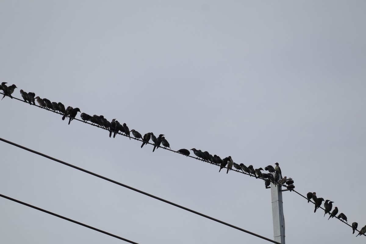 Asian Glossy Starling - ML642005511