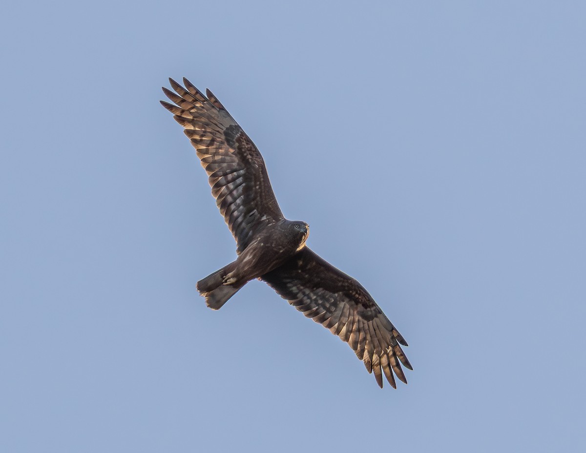 Swamp Harrier - ML642005521