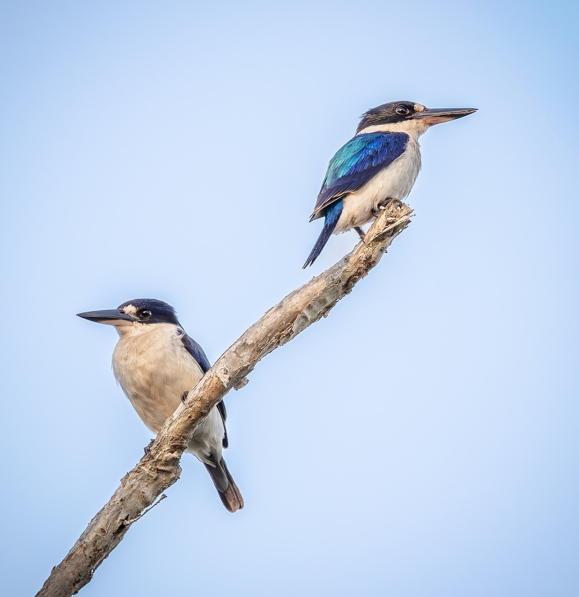 Forest Kingfisher - ML642005525