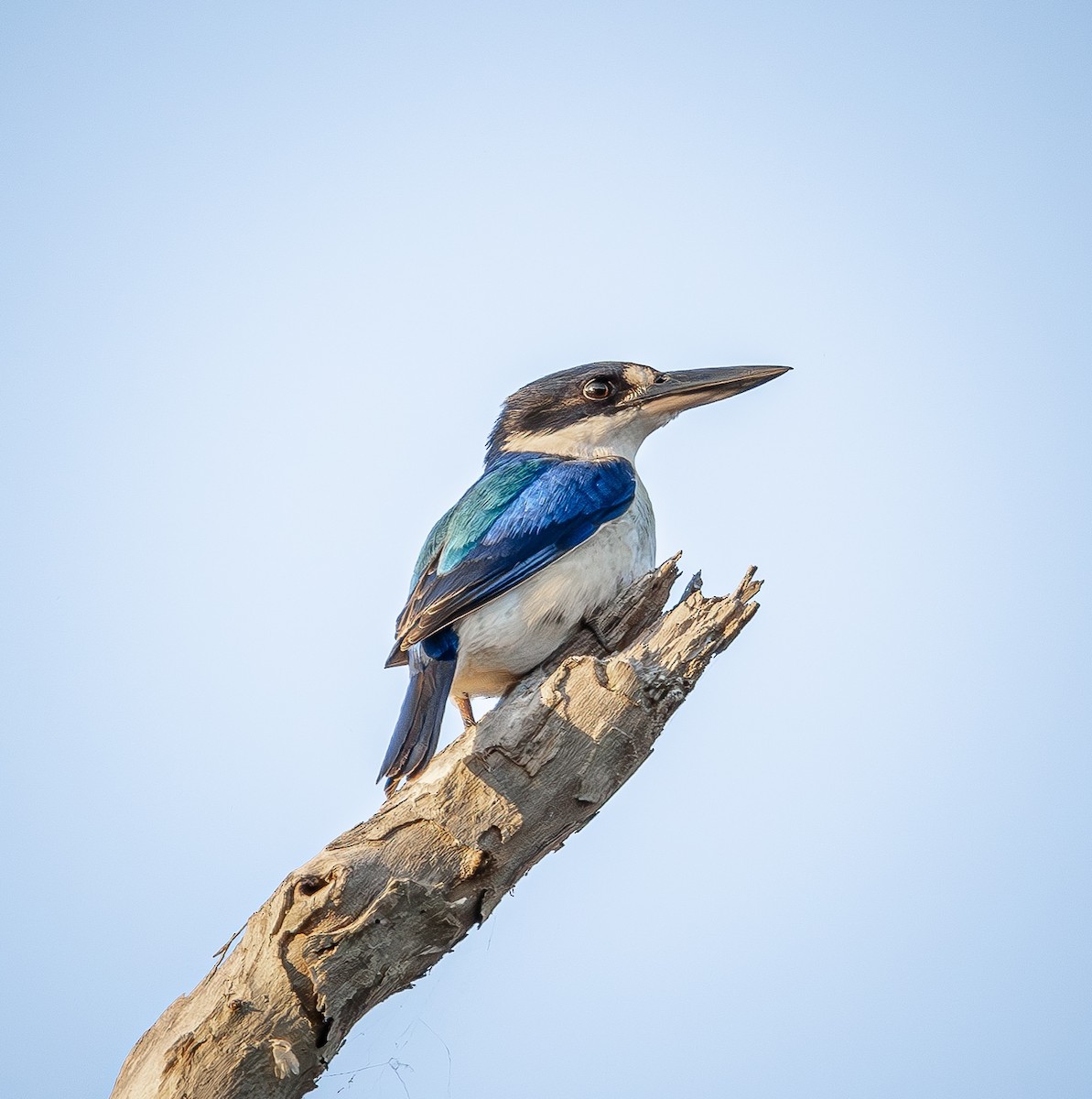 Forest Kingfisher - ML642005527