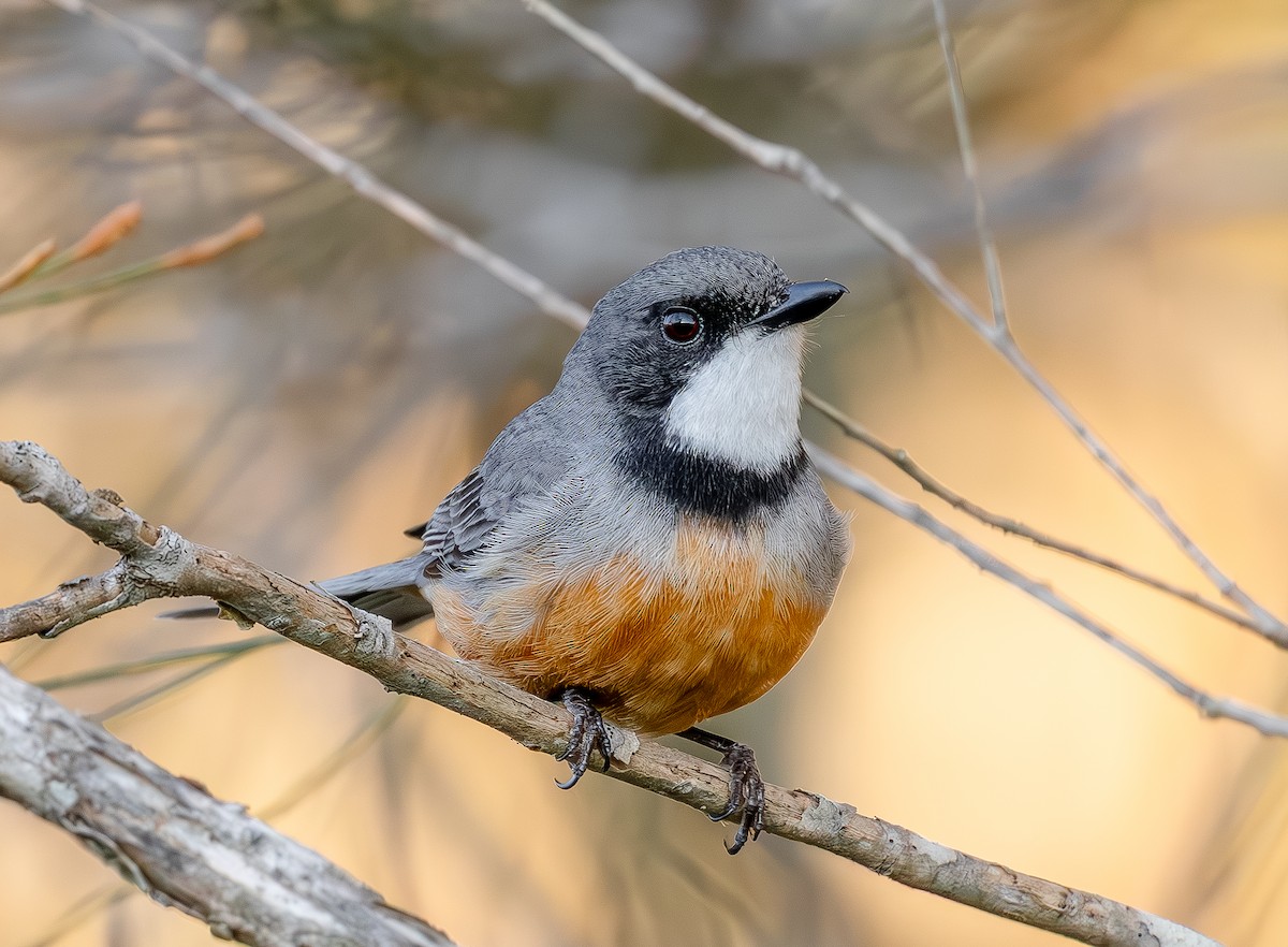 Rufous Whistler - ML642005532