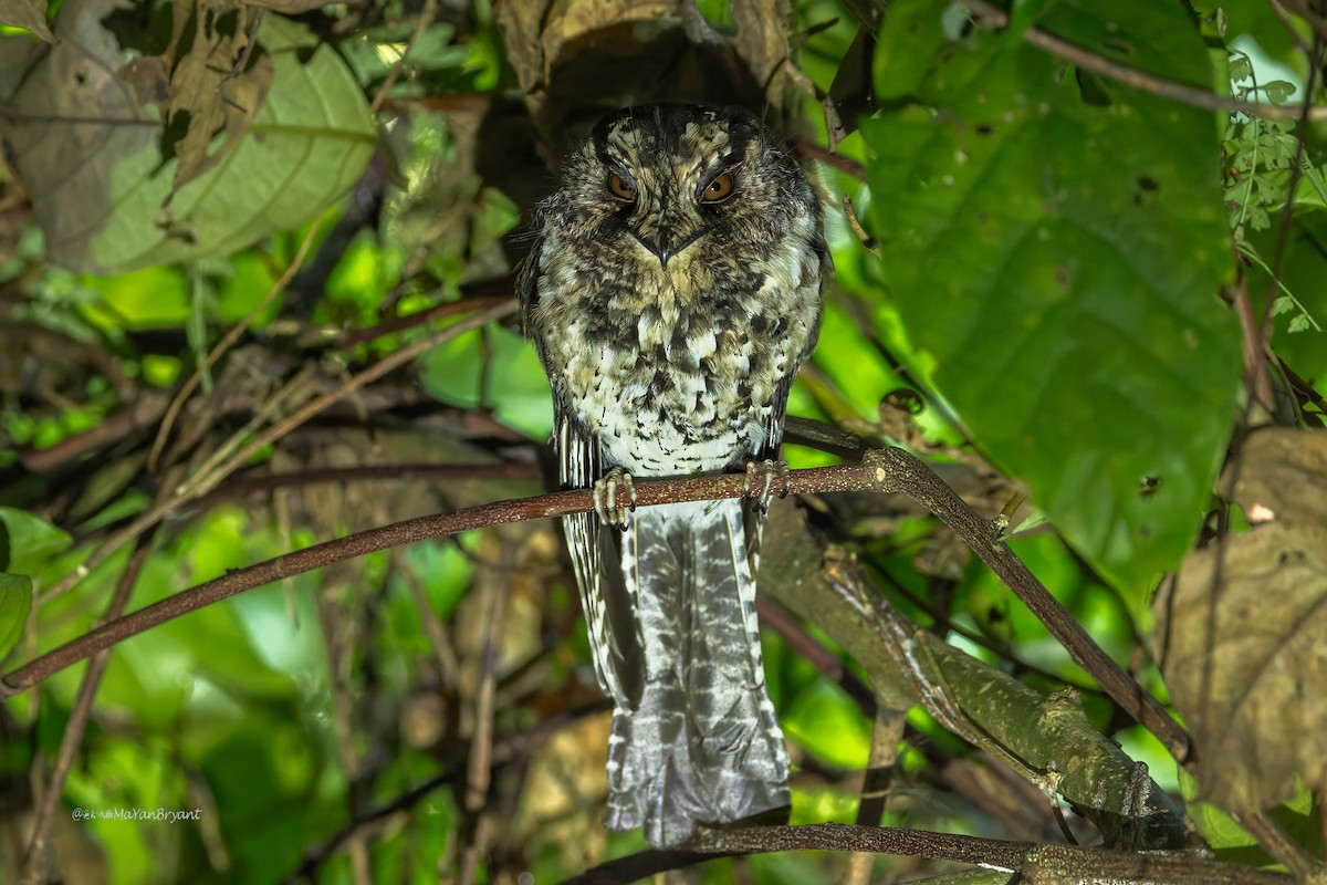 Mountain Owlet-nightjar - ML642005540