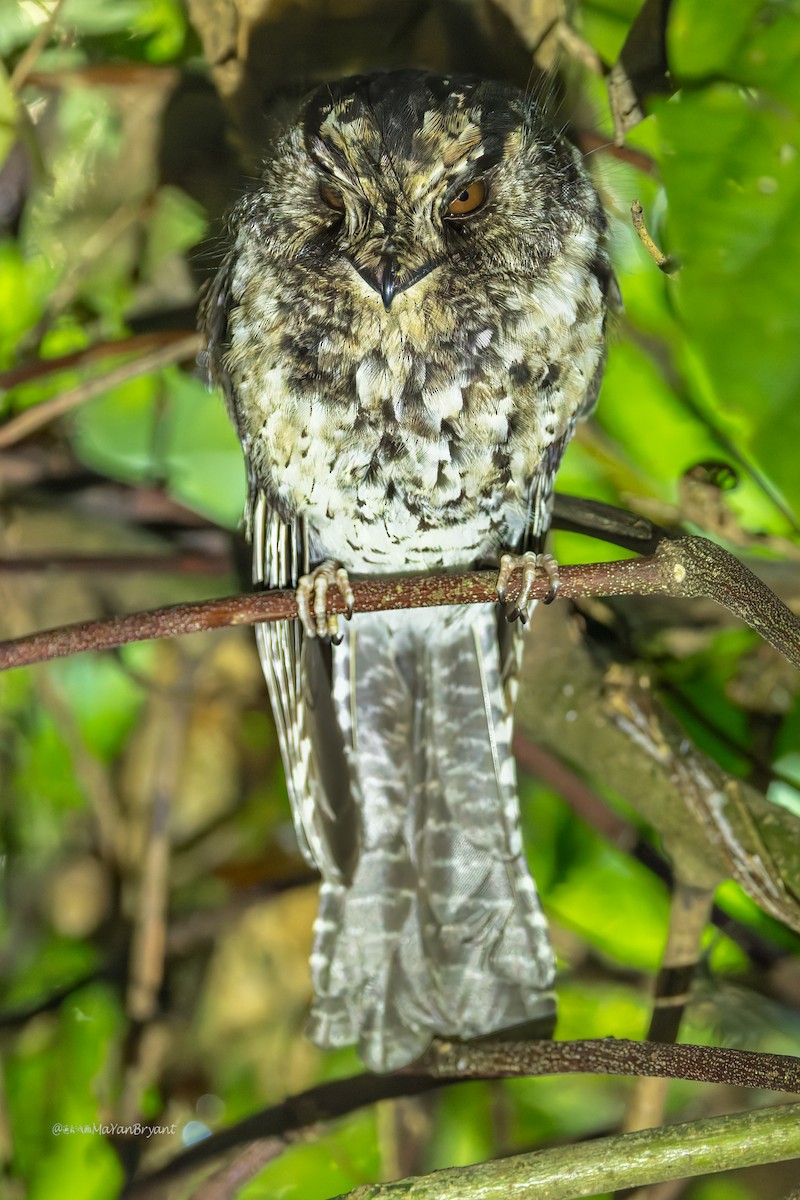 Mountain Owlet-nightjar - ML642005541