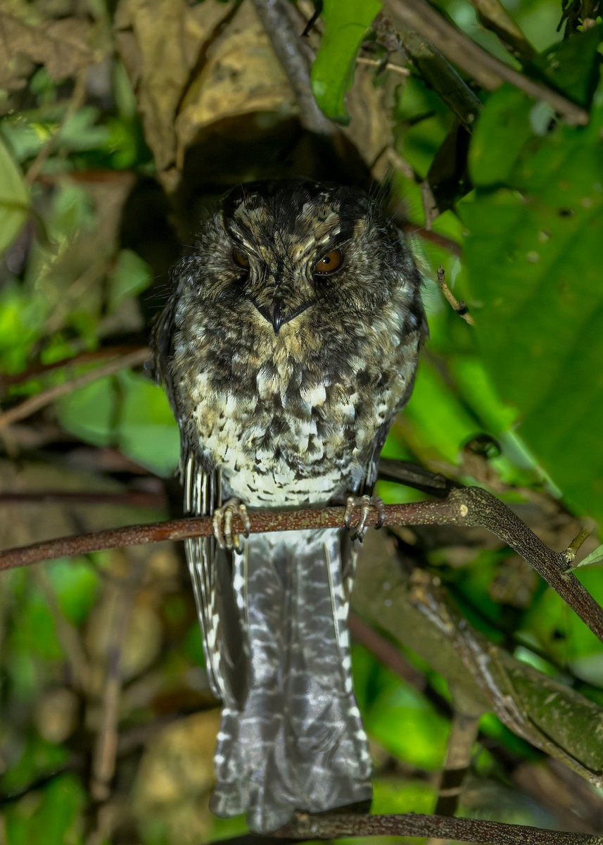 Mountain Owlet-nightjar - ML642005542
