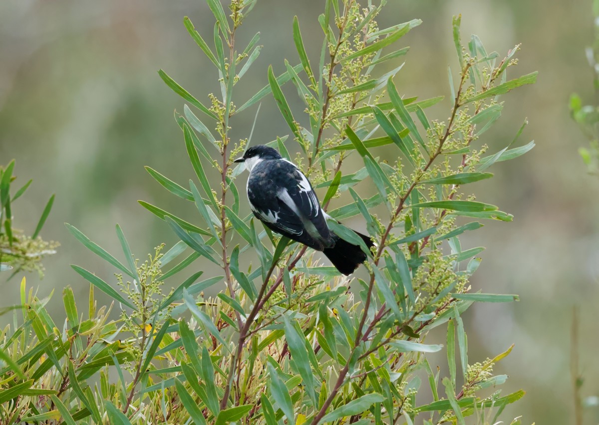 White-winged Triller - ML642005543