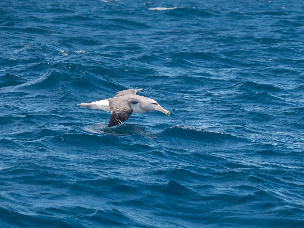 Salvin's Albatross - ML642005544