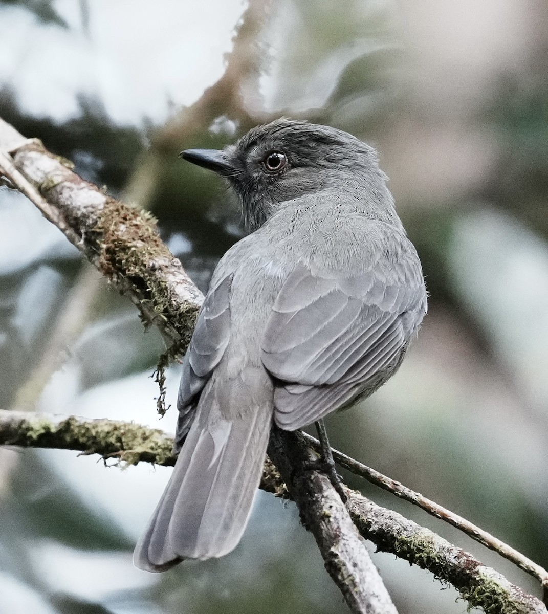 Grayish Mourner - ML642005545
