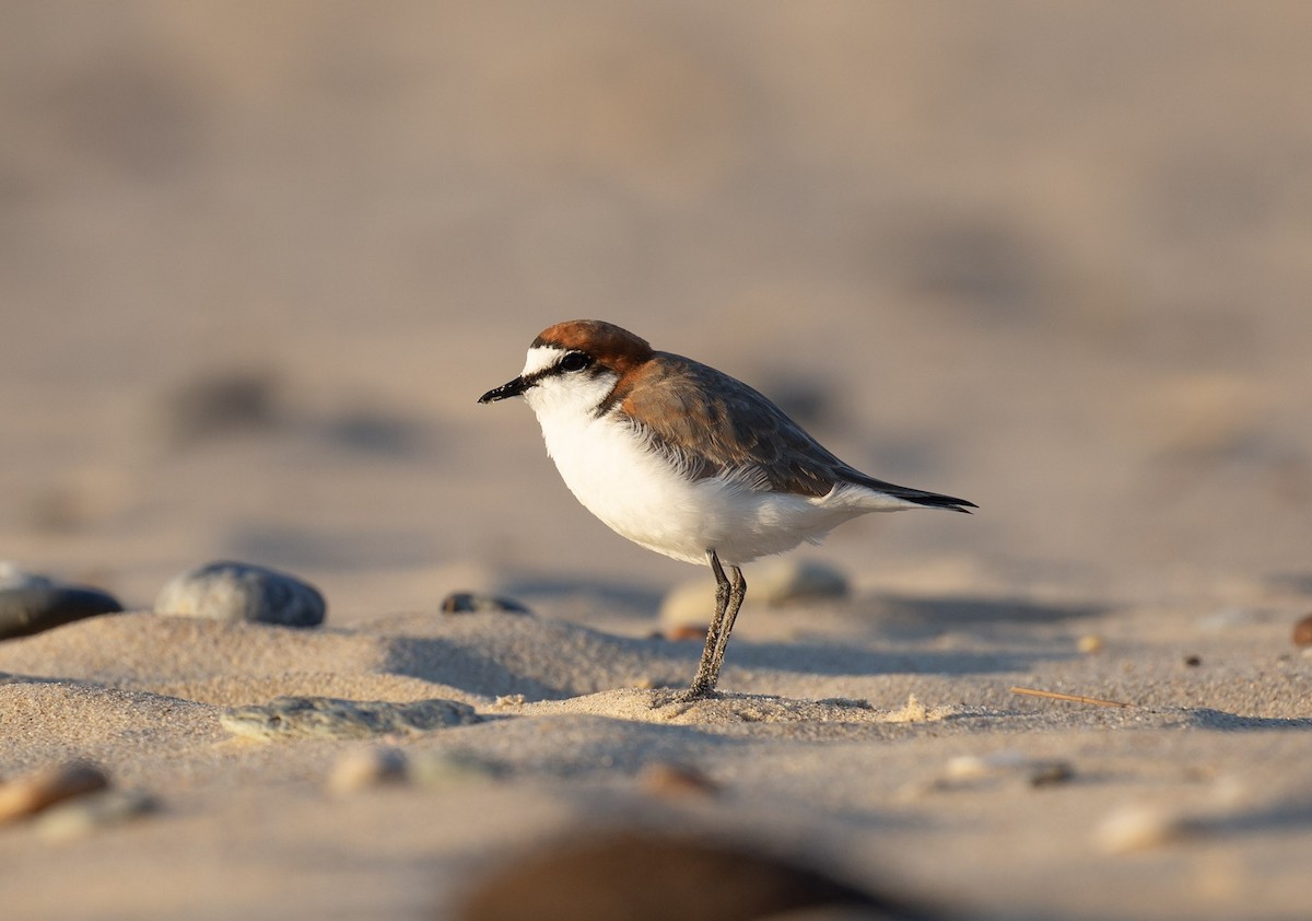 Red-capped Plover - ML642005547