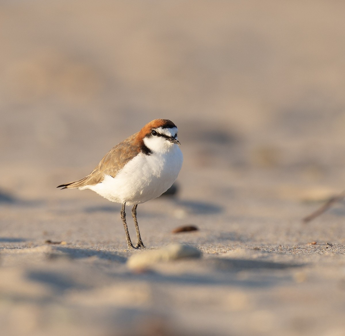 Red-capped Plover - ML642005549