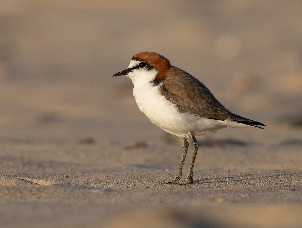 Red-capped Plover - ML642005550