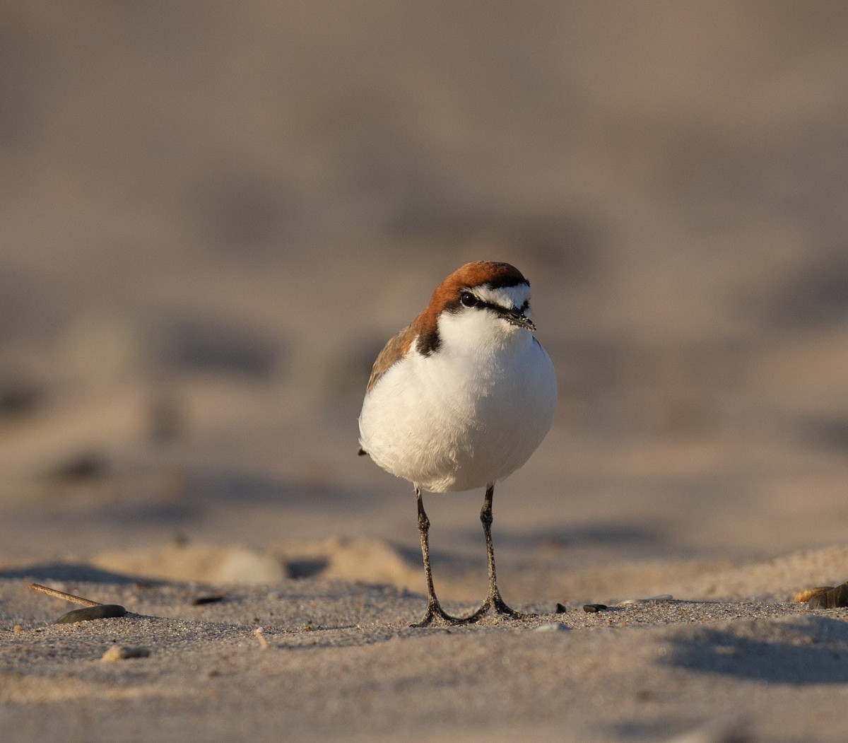 Red-capped Plover - ML642005551