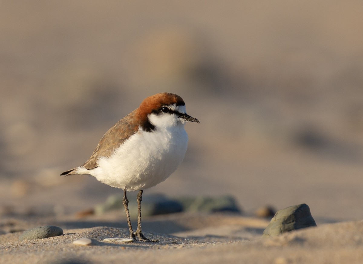 Red-capped Plover - ML642005552