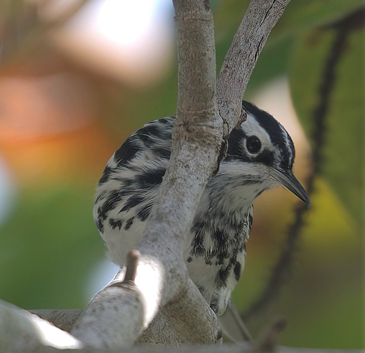 Black-and-white Warbler - ML642005555