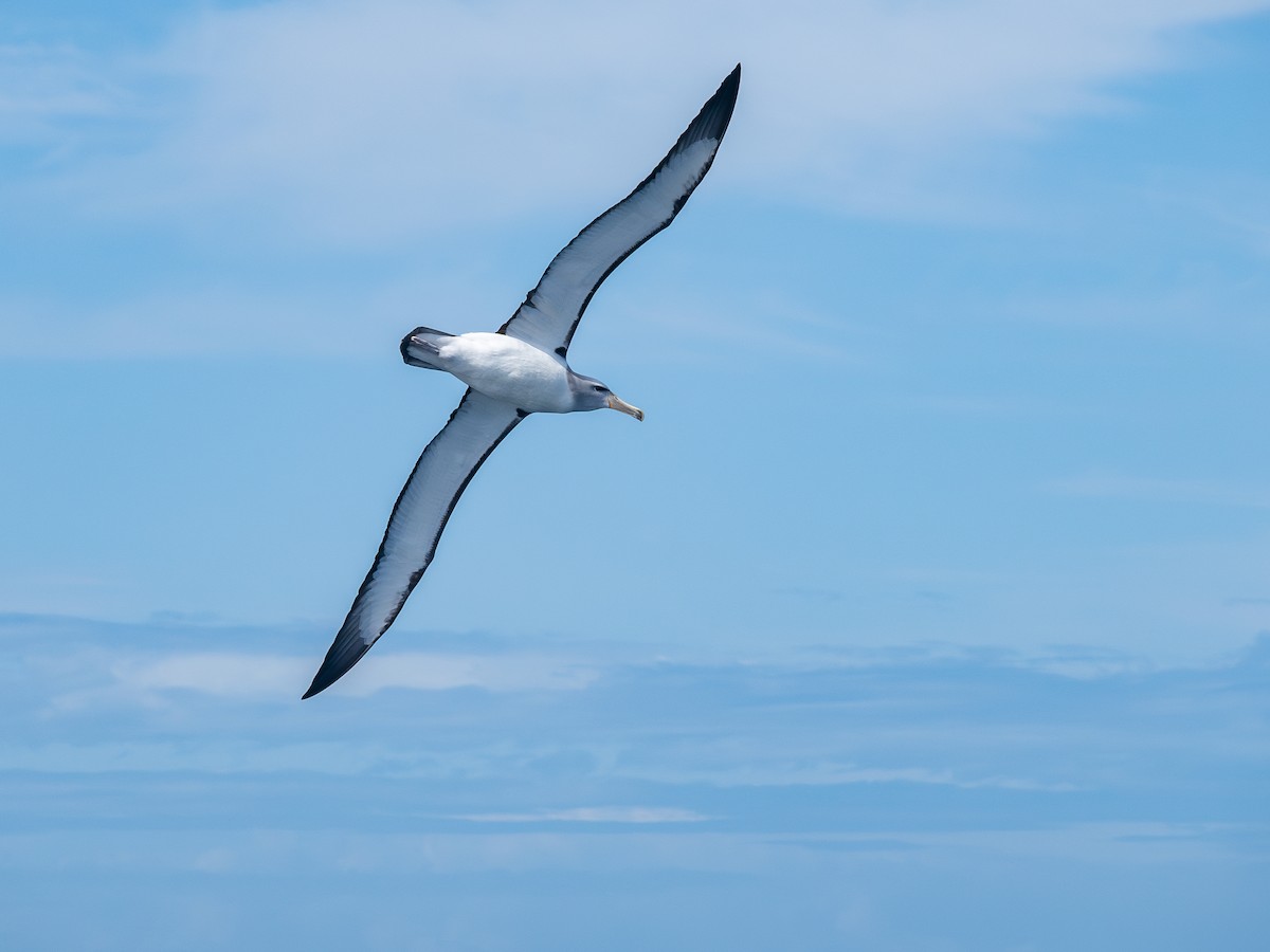 Salvin's Albatross - ML642005557