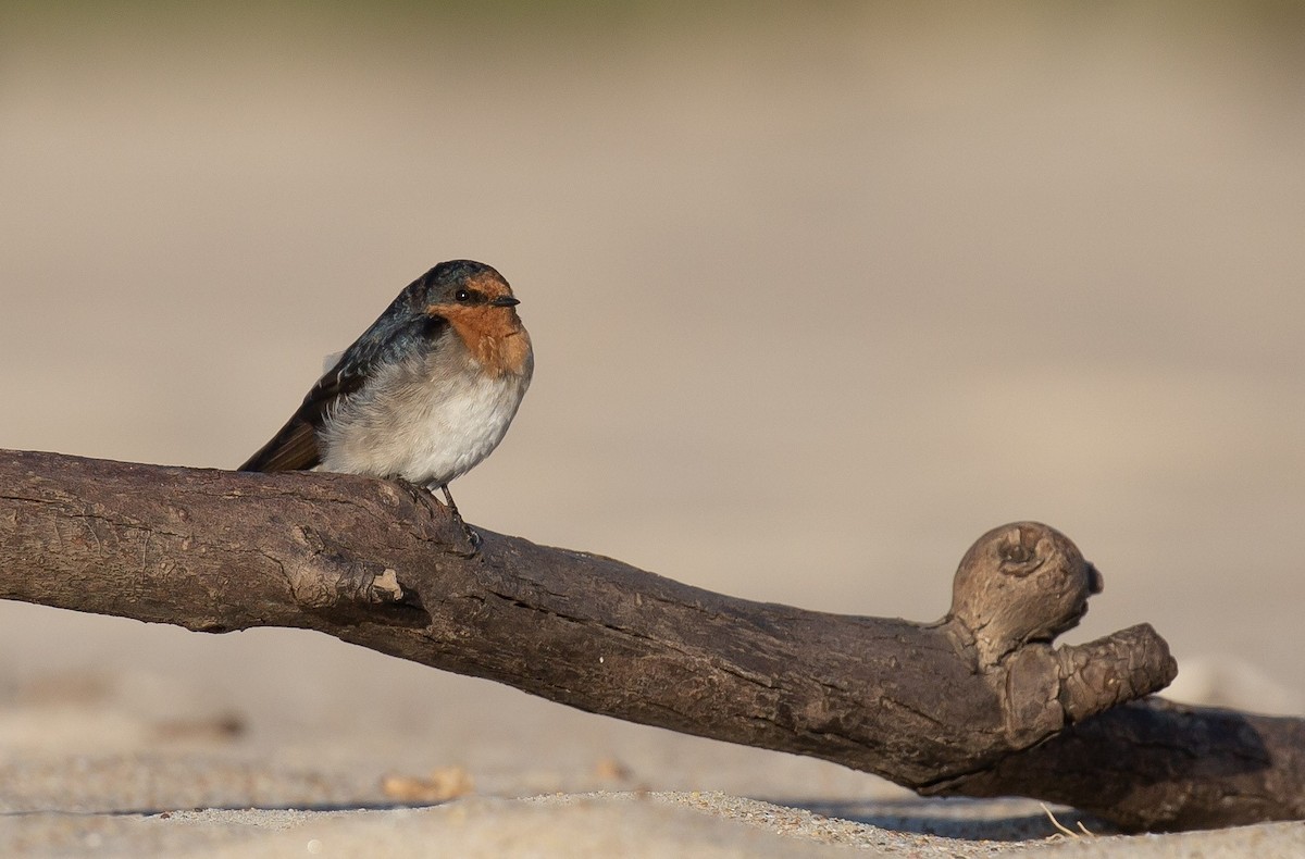 Welcome Swallow - ML642005561