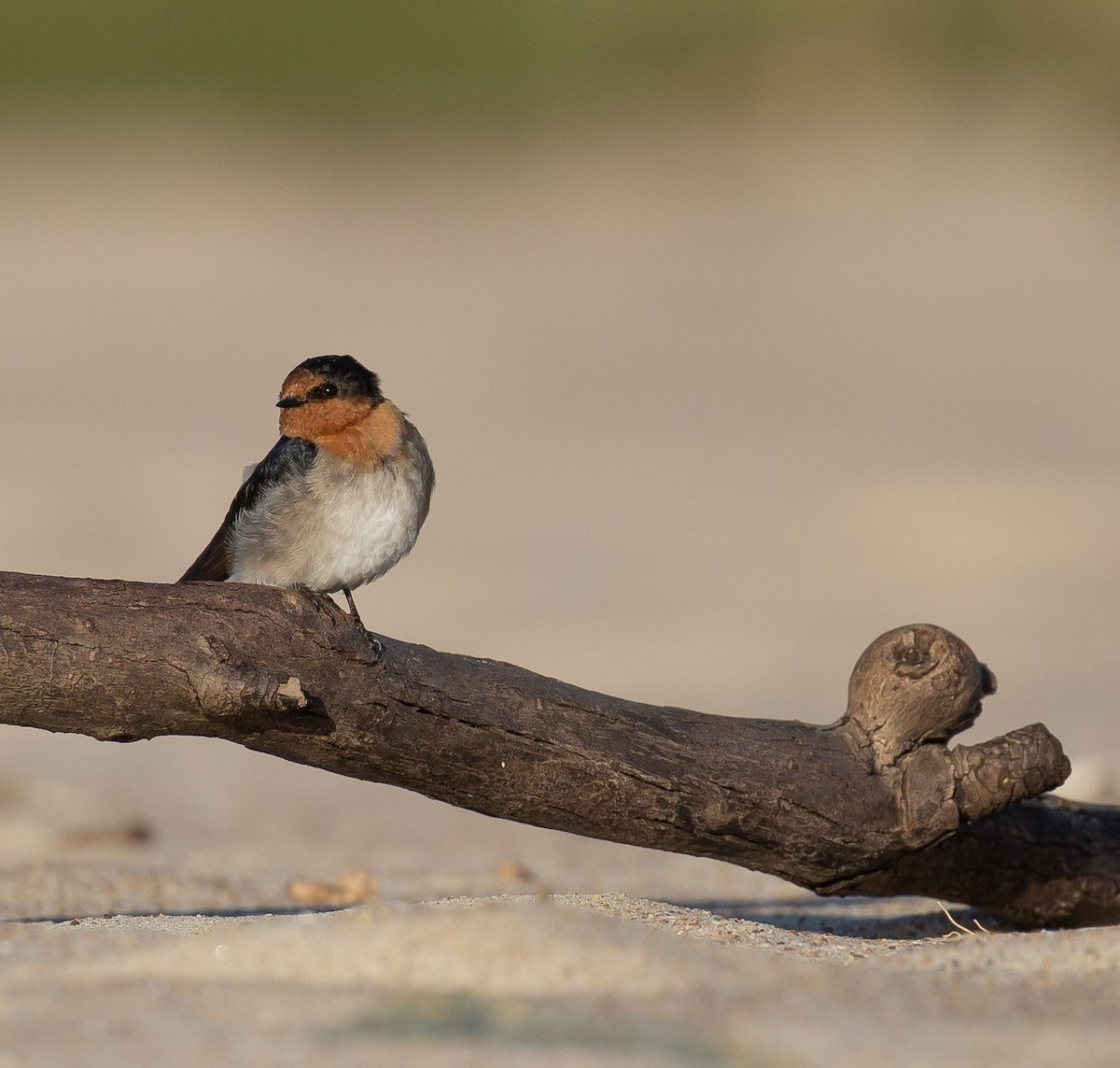 Welcome Swallow - ML642005562