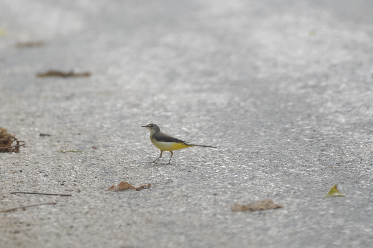 Gray Wagtail - ML642005569