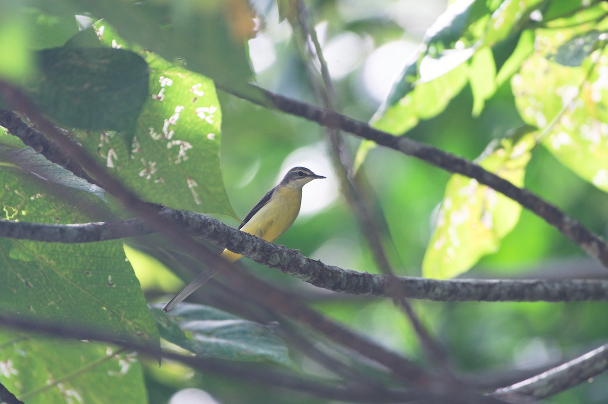 Gray Wagtail - ML642005571
