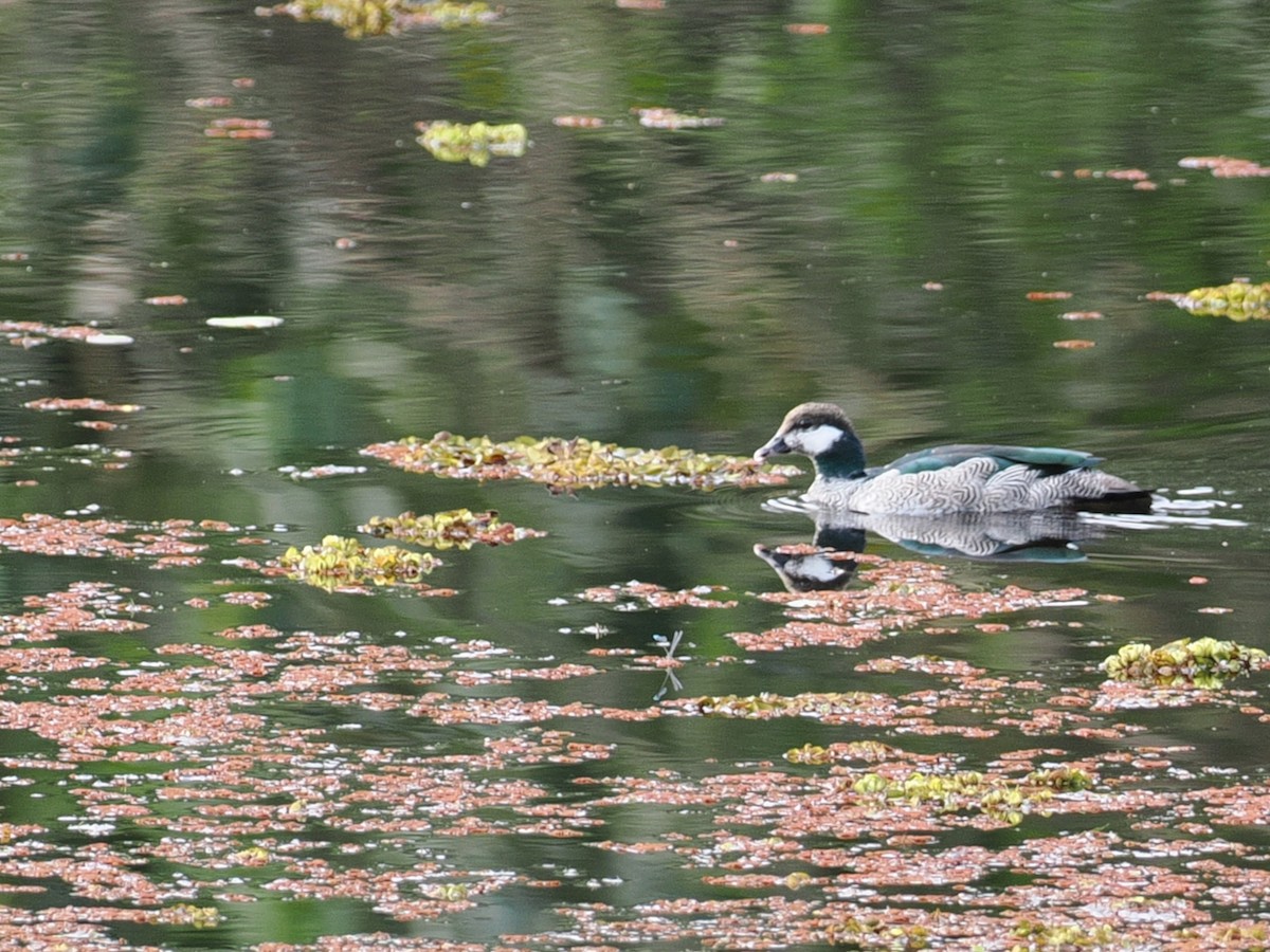 Green Pygmy-Goose - ML642005579