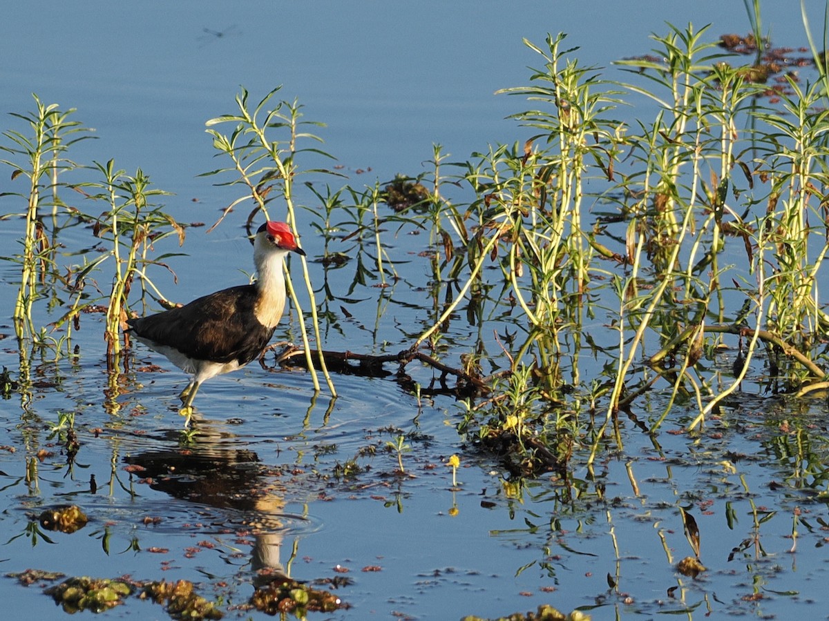 Comb-crested Jacana - ML642005580