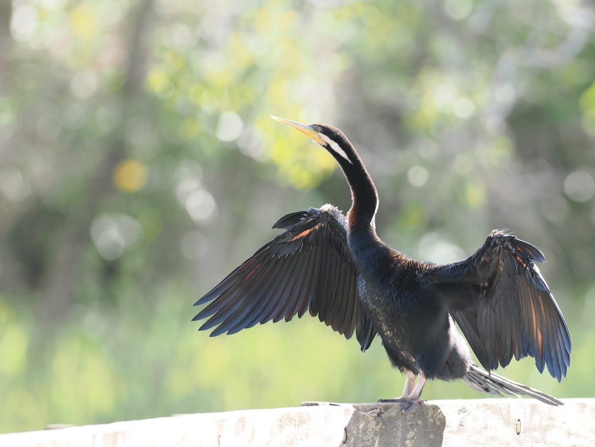 Australasian Darter - ML642005582