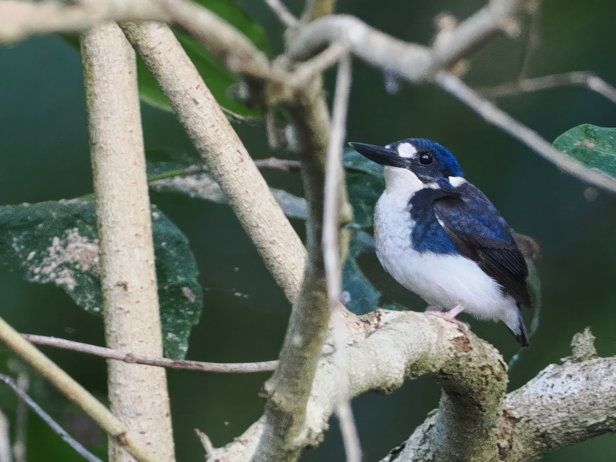 Little Kingfisher - ML642005583