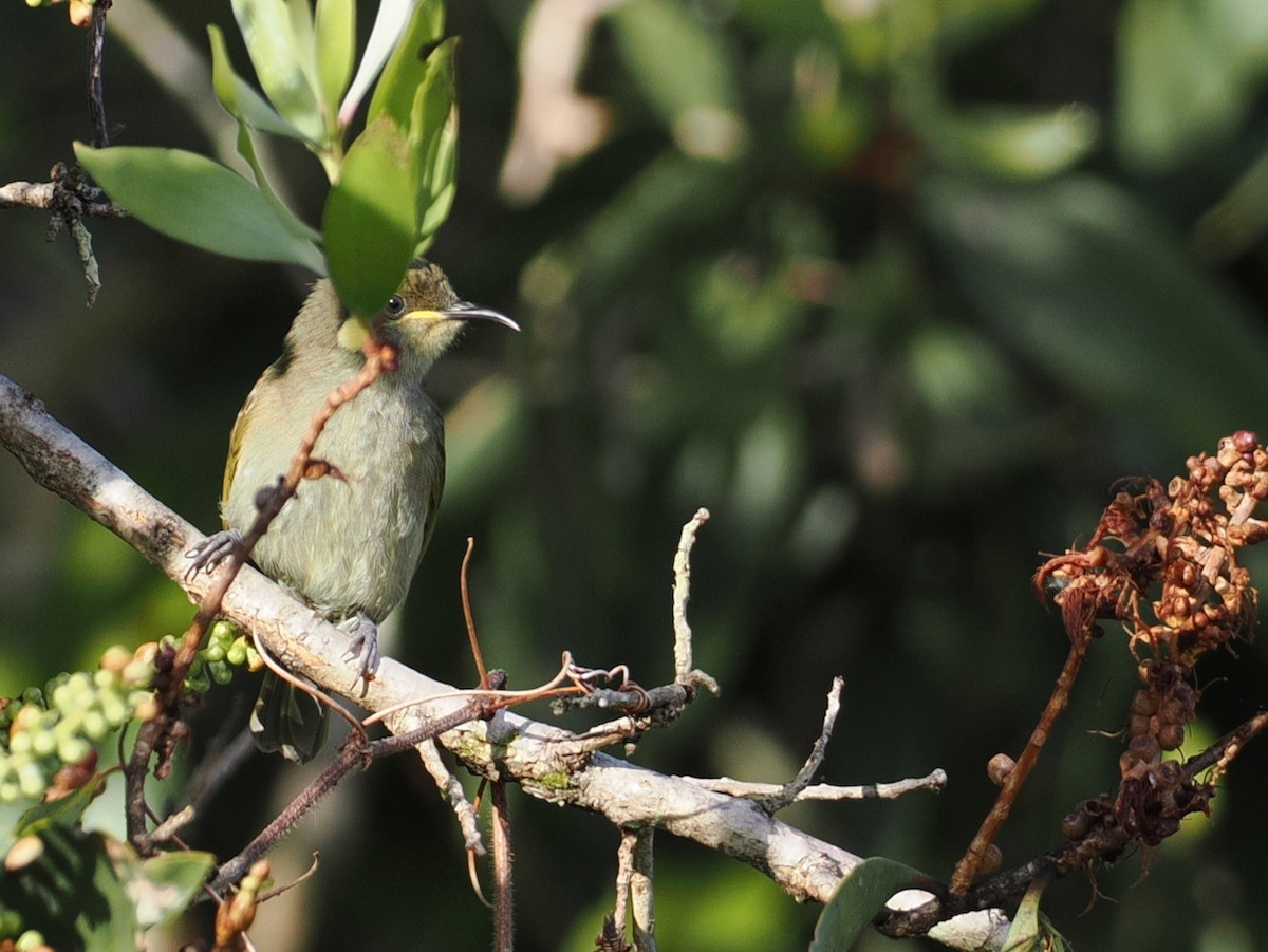 Cryptic Honeyeater - ML642005587