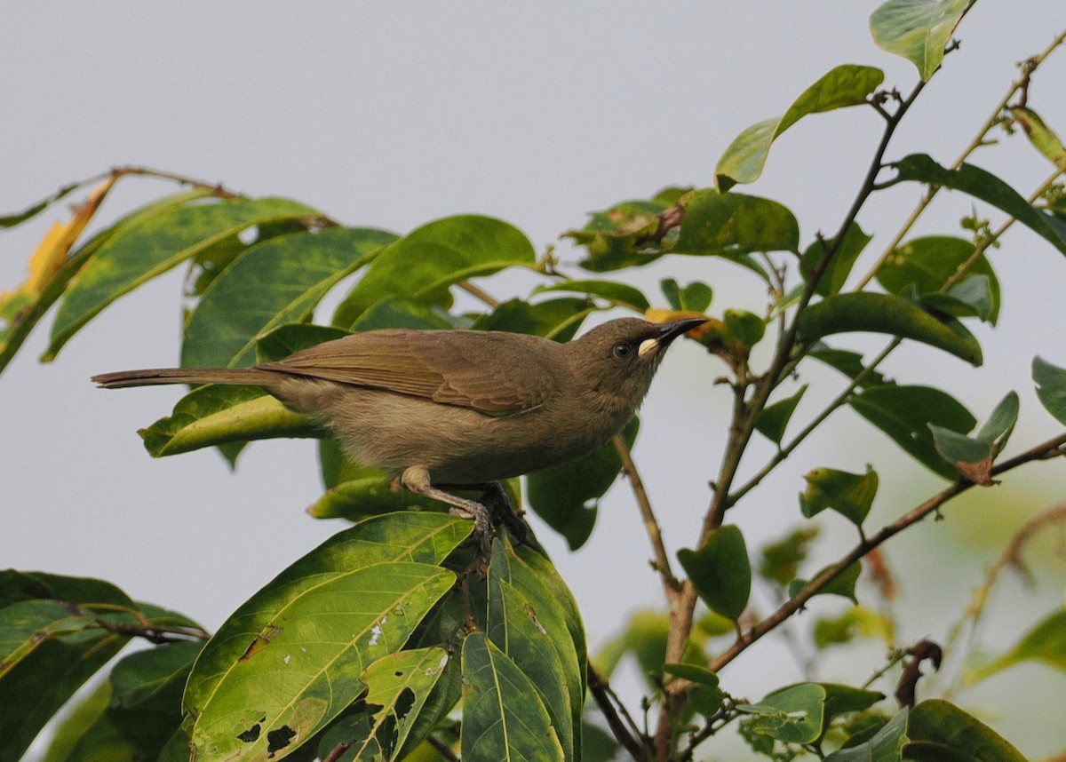 White-gaped Honeyeater - ML642005589