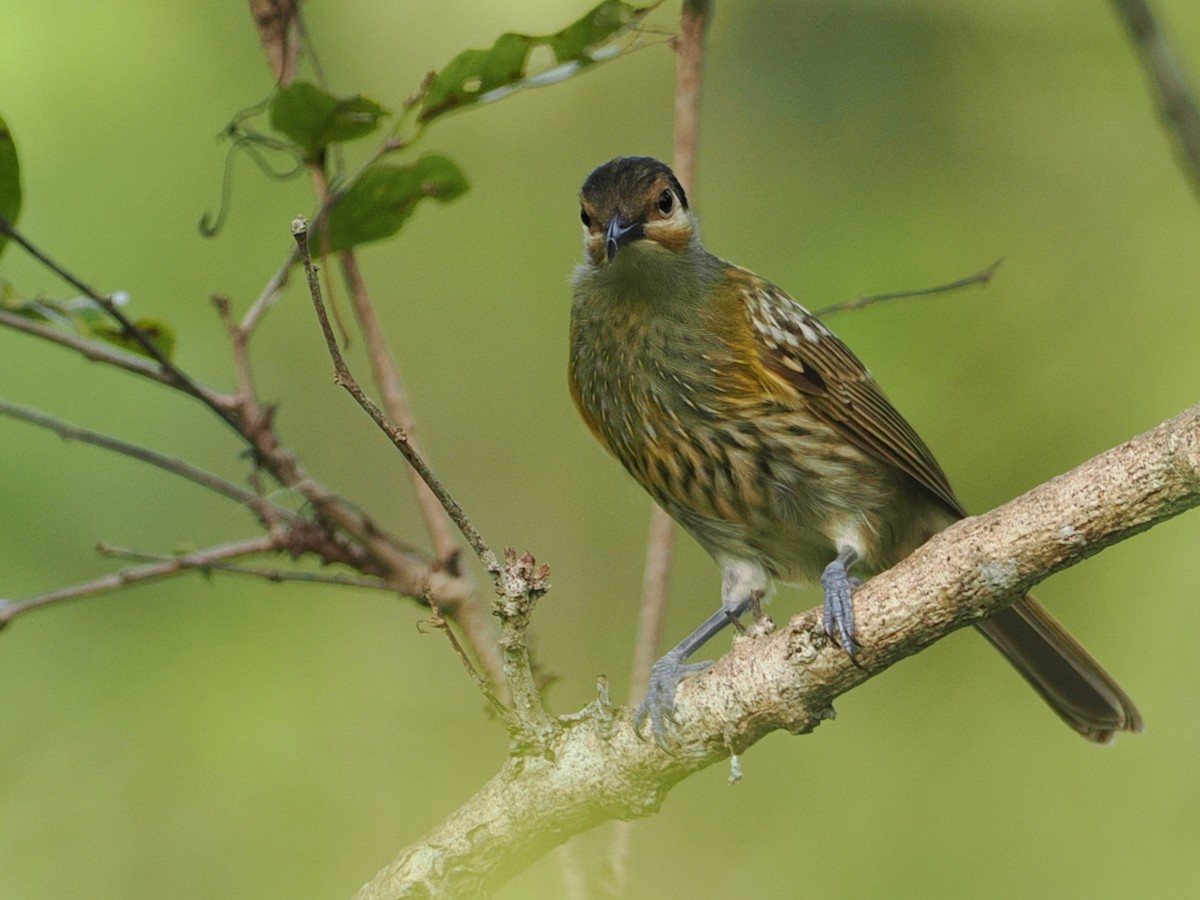 Macleay's Honeyeater - ML642005592