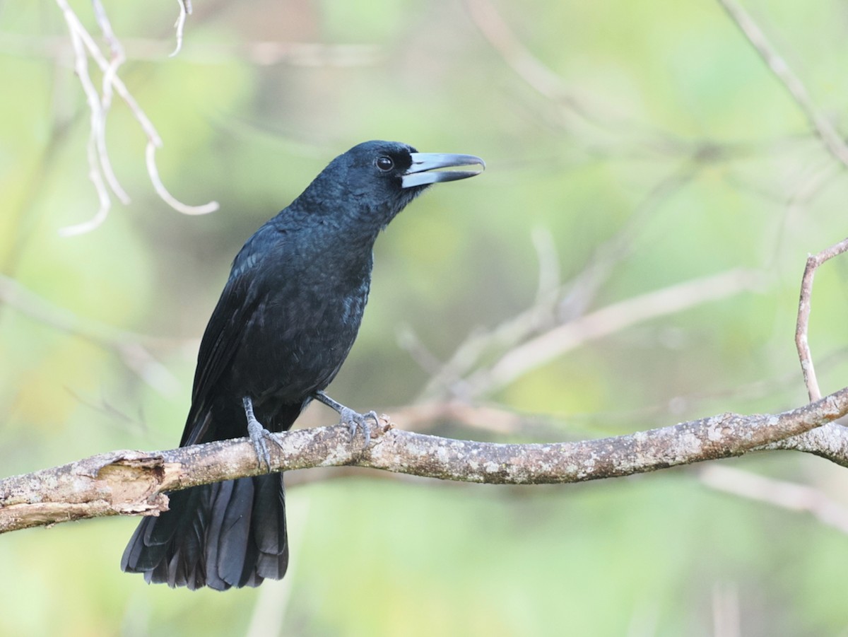 Black Butcherbird - ML642005601