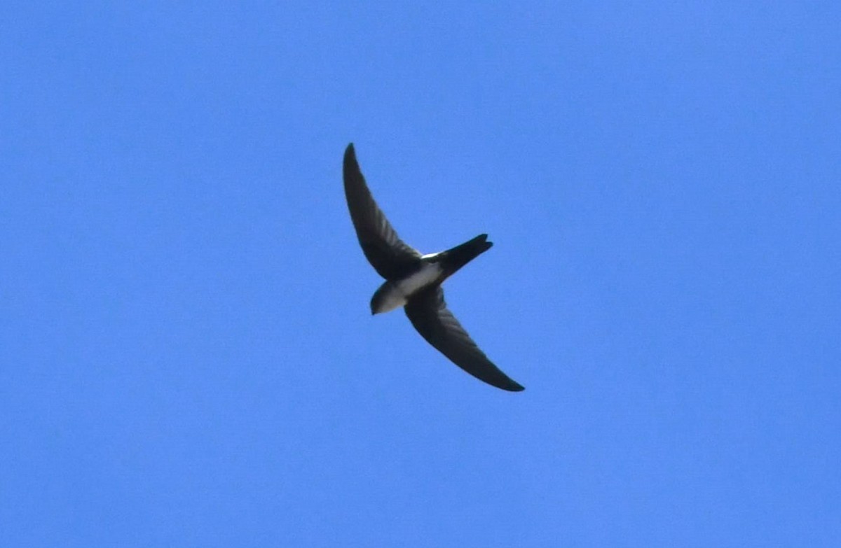 Antillean Palm Swift - ML642005602