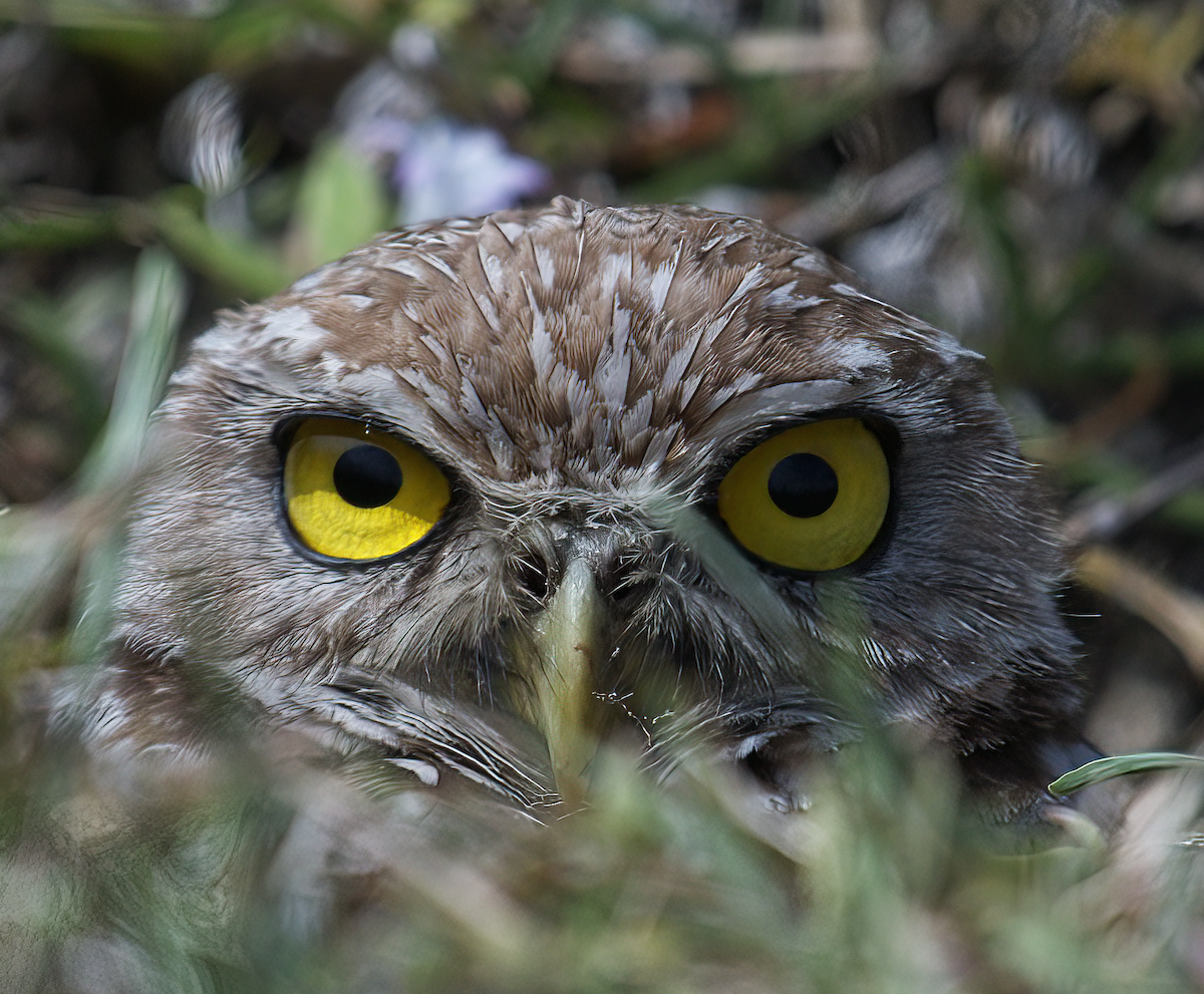 Burrowing Owl (Florida) - ML642005604