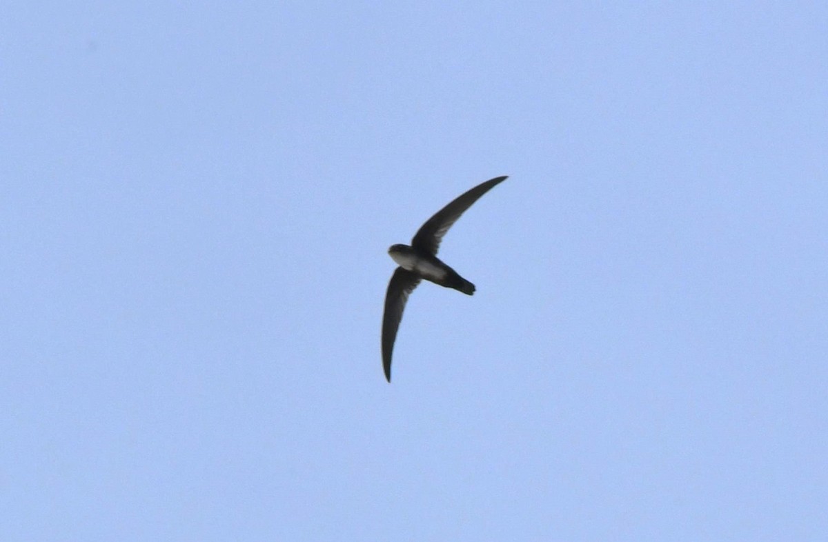 Antillean Palm Swift - ML642005605