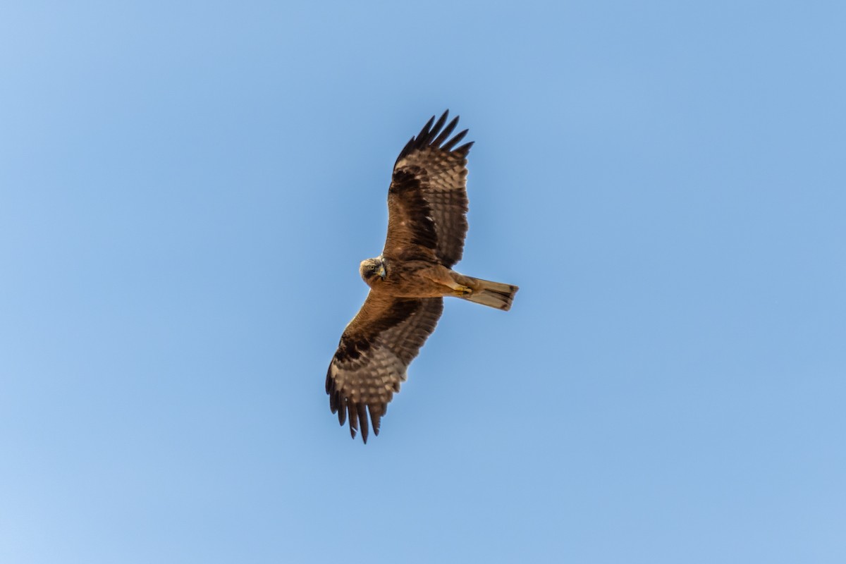 Booted Eagle - ML642005606