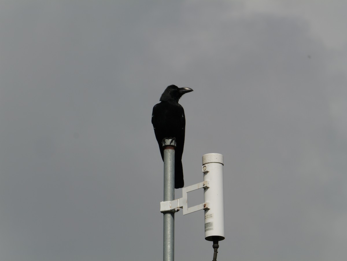 Large-billed Crow - ML642005612