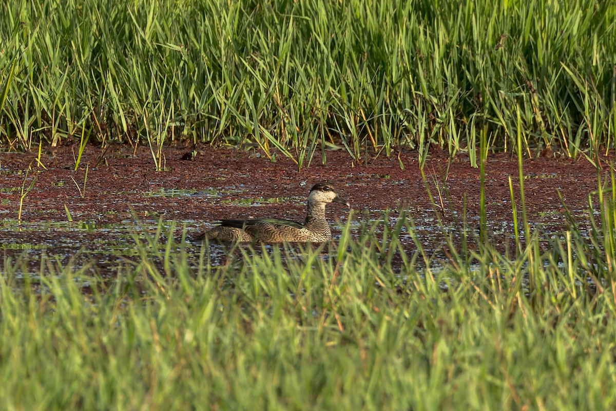Green Pygmy-Goose - ML642005615