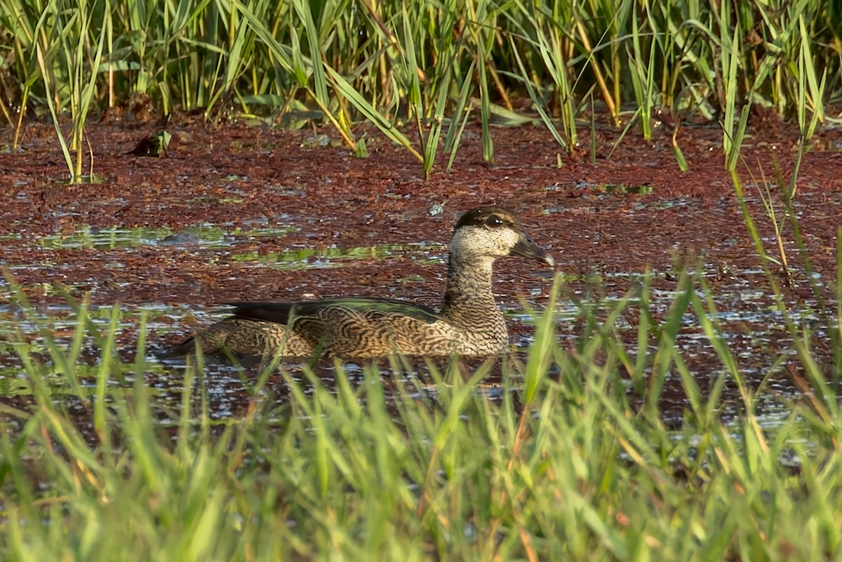 Green Pygmy-Goose - ML642005616