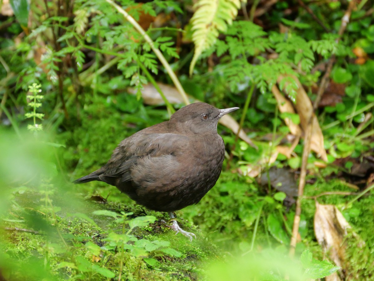Brown Dipper - ML642005618