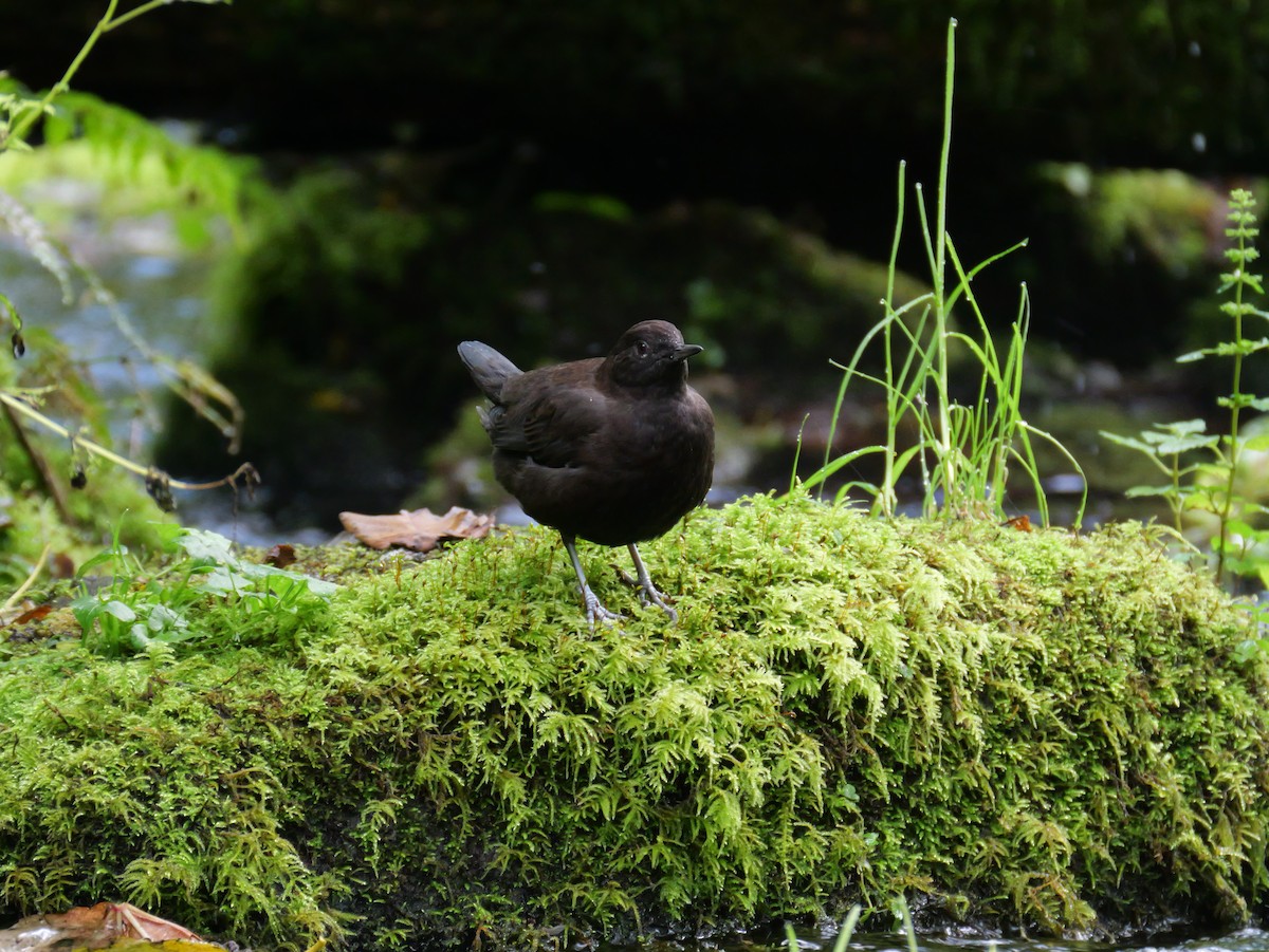 Brown Dipper - ML642005619