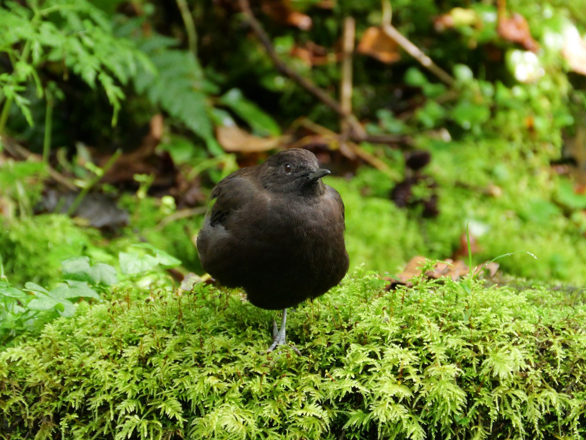 Brown Dipper - ML642005621