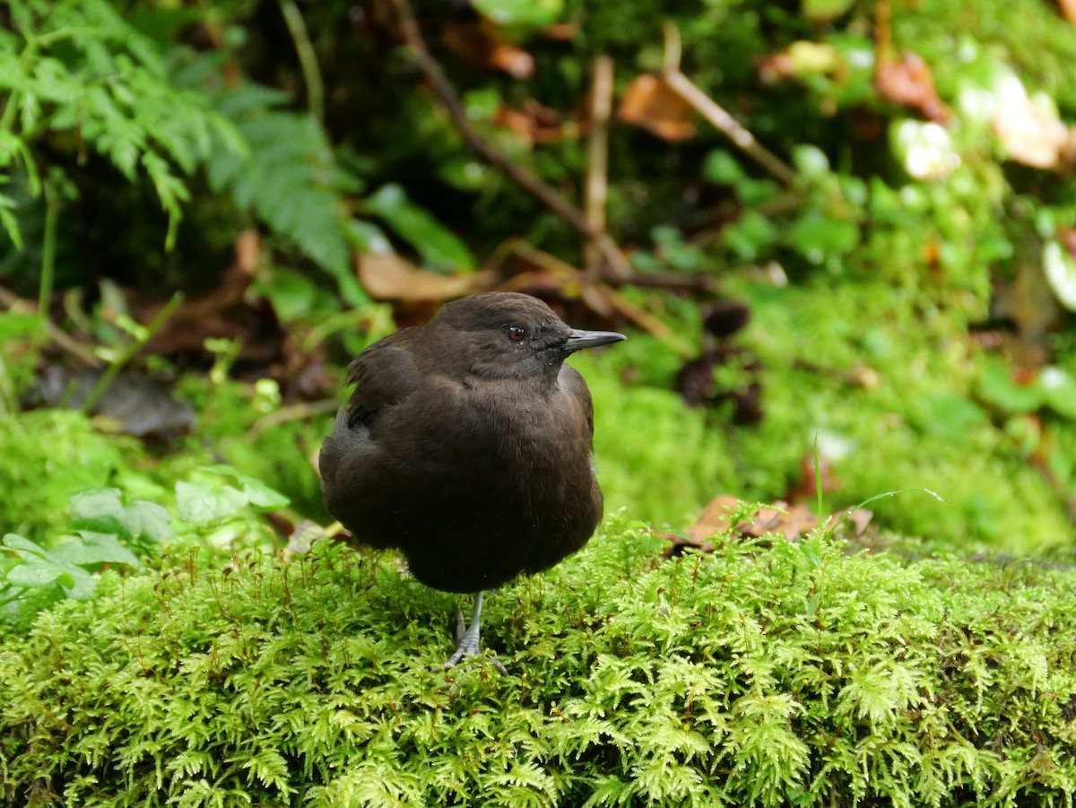 Brown Dipper - ML642005622