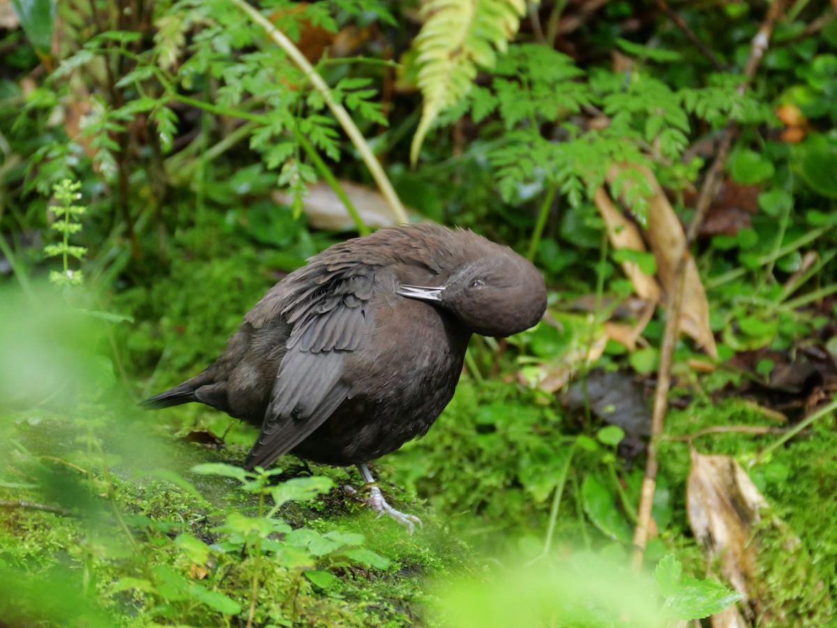 Brown Dipper - ML642005623