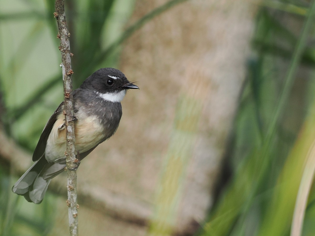 Northern Fantail - ML642005624