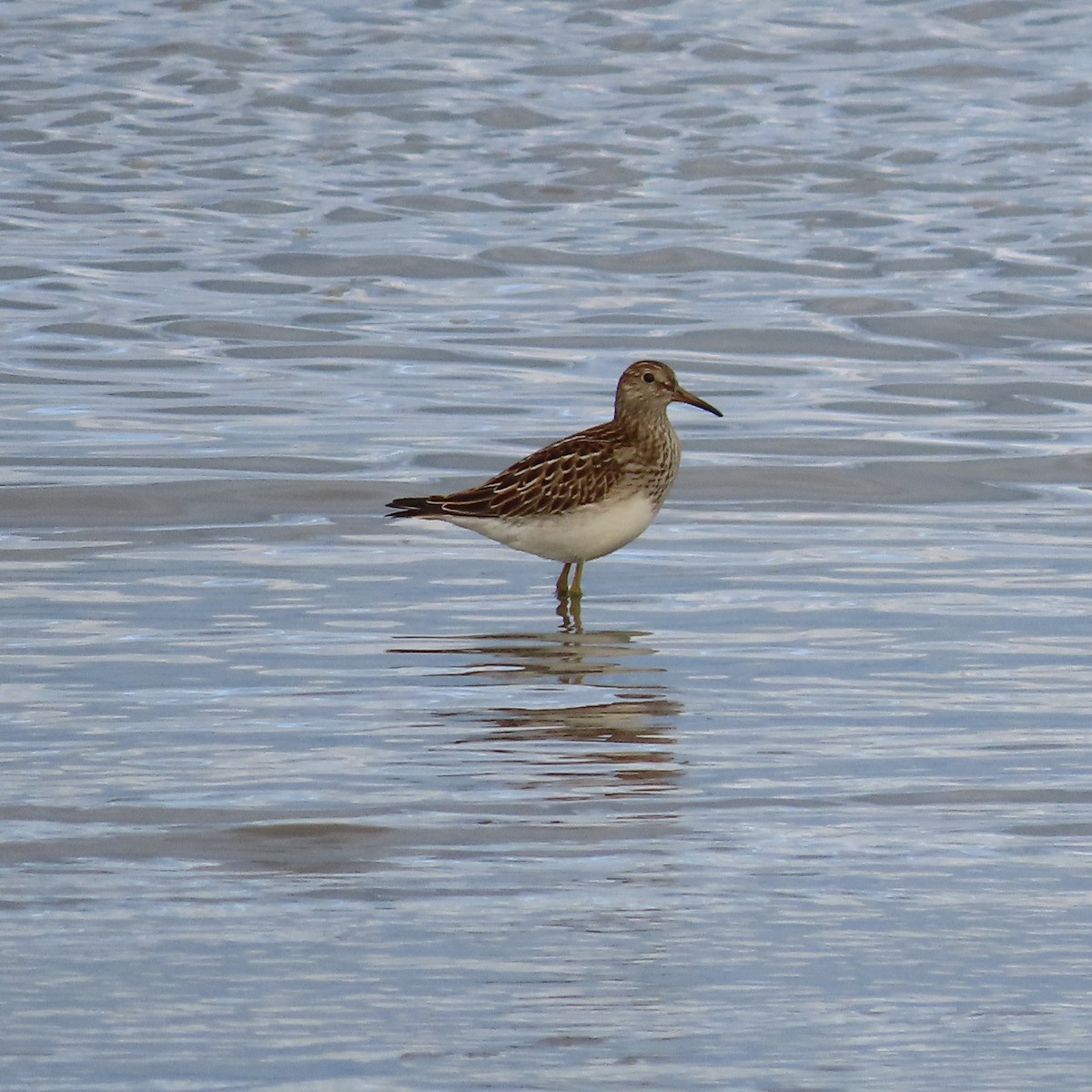 Pectoral Sandpiper - ML642005628