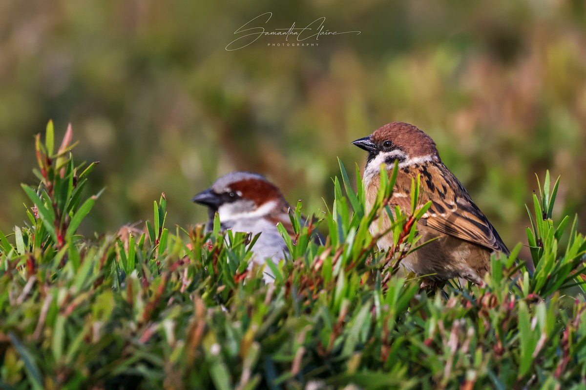 Eurasian Tree Sparrow - ML642005629