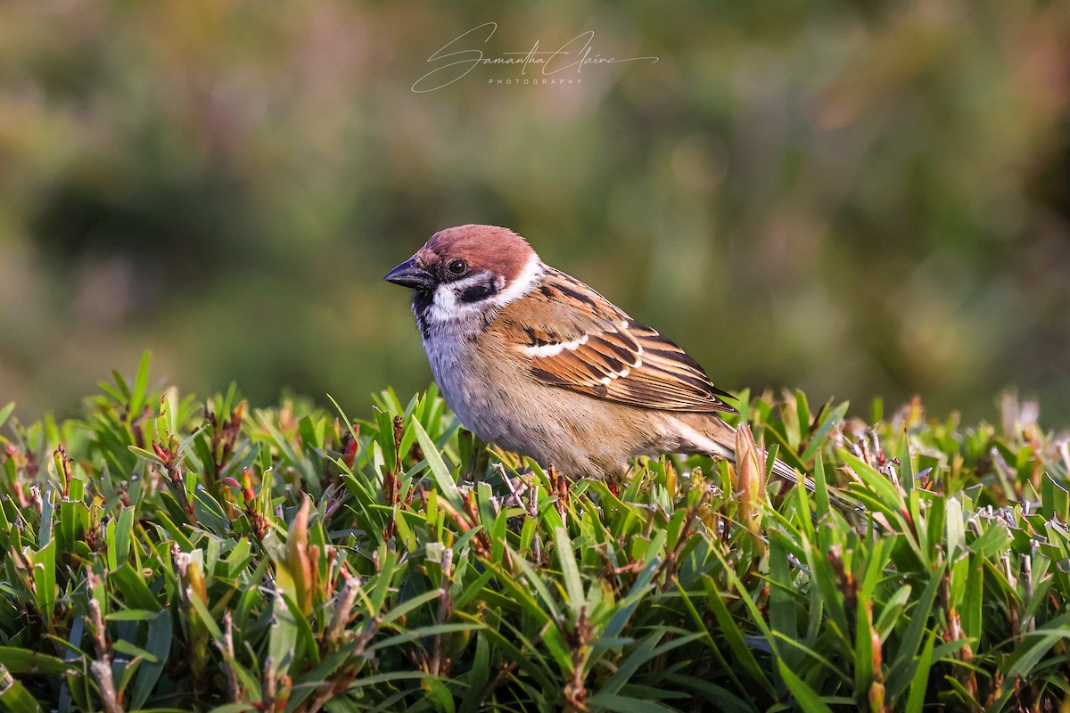 Eurasian Tree Sparrow - ML642005630